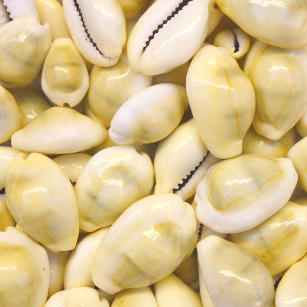 Creamy Yellow Money Cowrie Shells - 1 Kg